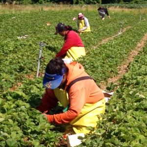 Working in strawberry fields require long days in under the hot sun. 