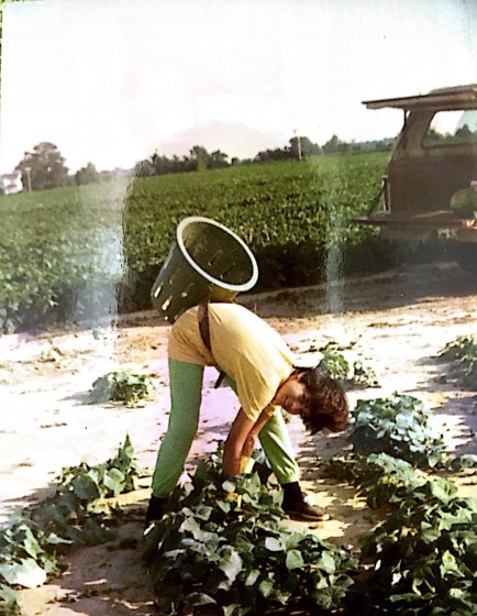 Idalia harvesting cucumbers in Ohio